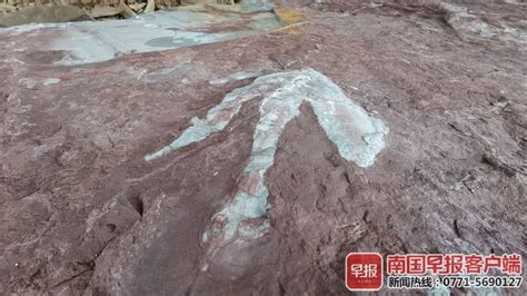 新进展！这里发现罕见恐龙足迹化石！_深圳新闻网