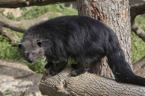 The Complete List of 15 Animals with Bushy Tails - A-Z Animals