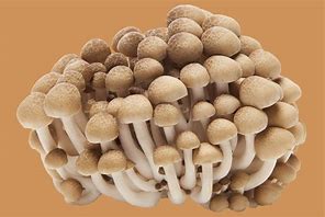 Mushrooms 的图像结果