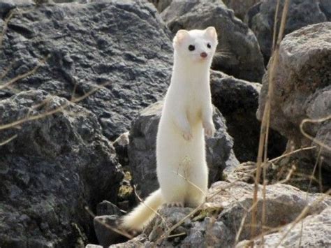 Discover Indigenous Animals of Japan: Unique Wildlife Encounters