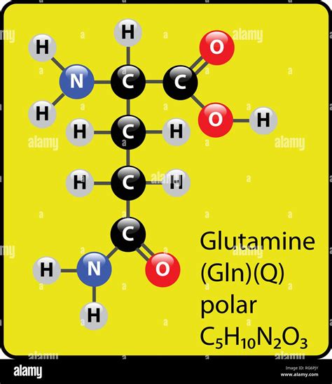 Glutamine Amino Acid Molecule Ball and Stick Structure Stock Vector Image & Art - Alamy