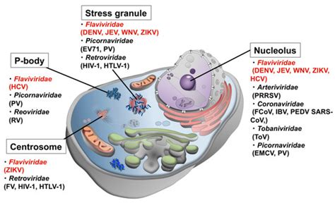 How Do Flaviviruses Hijack Host Cell Functions by Phase Separation?