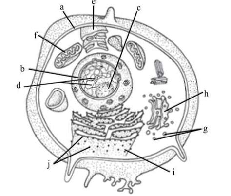 Label all marked parts of an animal cell, from a to j - Brainly.in