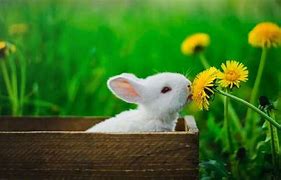 Image result for White Rabbit Plush