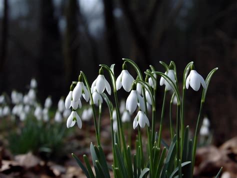 Image result for Foreshadow of Spring