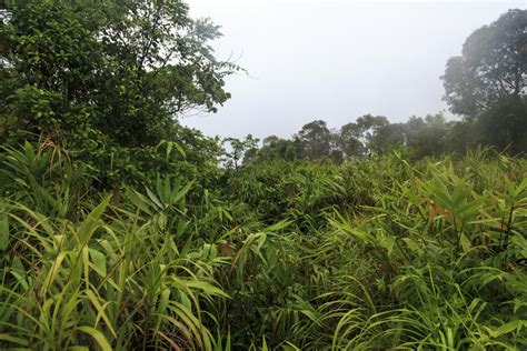 Hamburger Hill Vietnam Battle