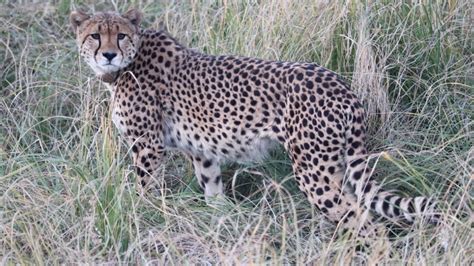 नए साल पर पर्यटकों के लिए खुशखबरी, रफ्तार के राजा चीतों का आसानी से हो ...