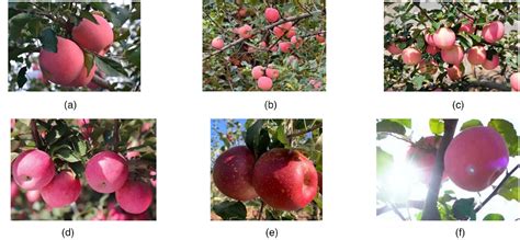 Image result for Tracking Algorithm Images Based On Fruits