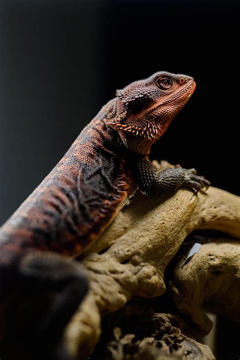 Red And Black Bearded Dragon This Red Hypo Bearded Dragon Is Probably