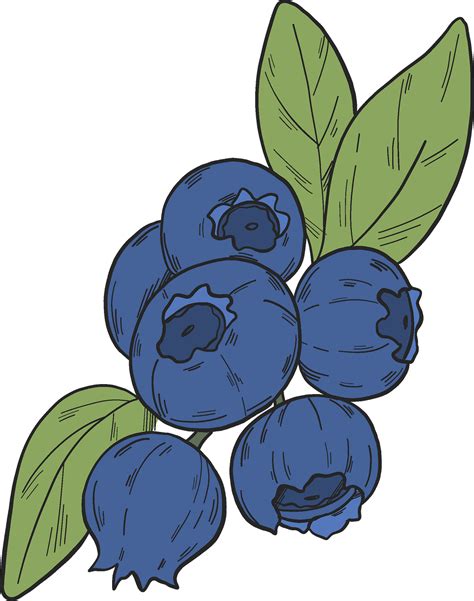 Blueberries Clip Art
