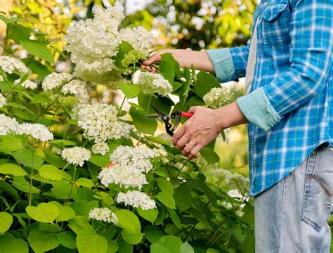 Should You Prune Hydrangeas In The Fall? - Backyard Boss