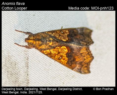 Anomis flava | Moths