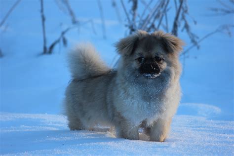 Tibetan Spaniel Dog