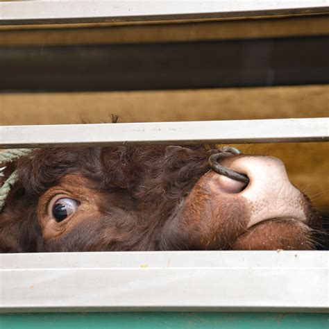 Mutilations of Cattle - FOUR PAWS International - Animal Welfare ...