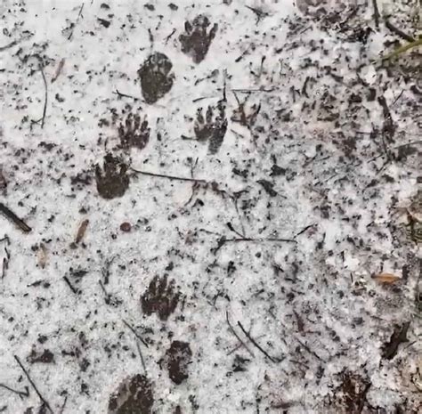 Raccoon Tracks: The Paw Print Identification Guide - Squirrels at the ...