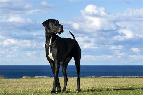 Mantle Great Danes: All The Great Dane Colors Explained