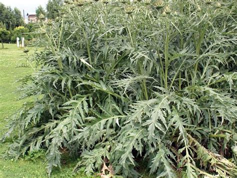 justcooking.in - Food Dictionary - Greens - Cardoon