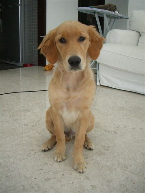 What Should A 6 Month Old Puppy Do