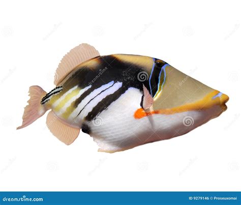 Humuhumunukunukuapua a--Hawaii S State Fish. Stock Photo - Image of ...