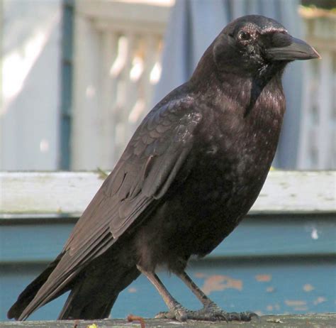 Discover the Enigmatic Crow People: Unveiling the Secrets of Our Nocturnal Neighbors