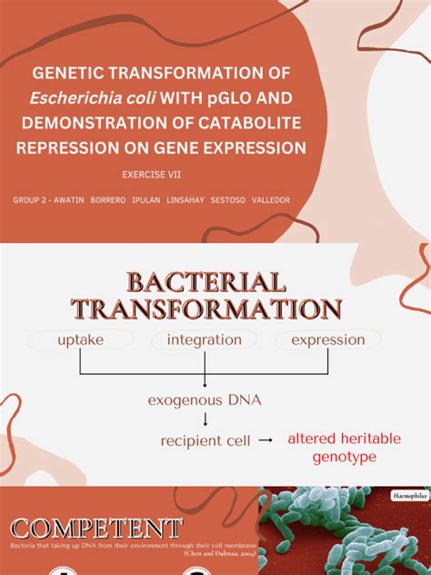 Transformation Genetics 的图像结果