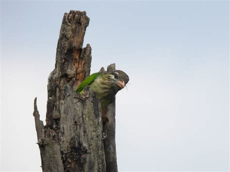 Bird Images with Stories