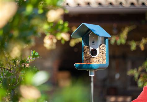 Bird Buddy Smart Bird Feeder | The Coolector