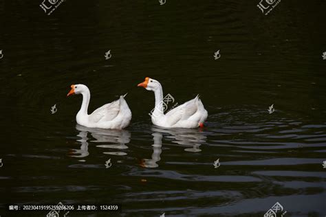 【两只大白鹅摄影图片】池塘生态摄影_阿童摄影_太平洋电脑网摄影部落