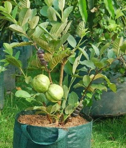 Guava tree Pruning Conditions with Plant Care - Urban plants - Urban ...