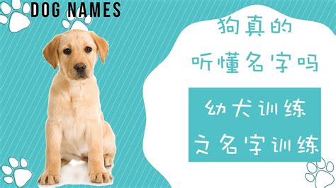 你的狗真的听懂名字吗？名字对狗狗意味什么？如何训练