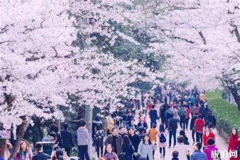 去武汉大学观赏樱花的攻略 - 知乎