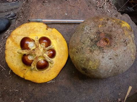 Maco Sapote Fruit Plant (Pouteria sp. Maco): A Unique Tropical Treasur ...