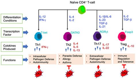 The Immune Regulatory Role of Protein Kinase CK2 and Its Implications ...
