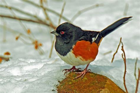 Winter Birding, 6975 E Livingston Ave, Reynoldsburg, OH, United States ...