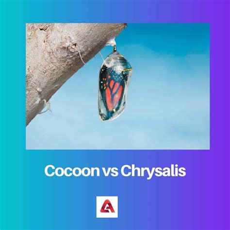 Cocoon vs Chrysalis: Difference and Comparison