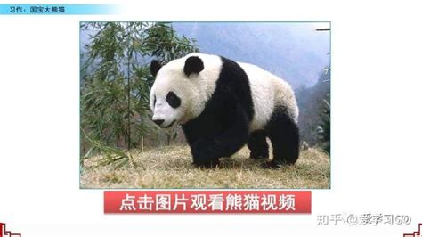 写关于大熊猫的英语作文-关于一篇保护大熊猫的英语作文