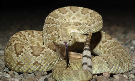 Why Do Rattlesnakes Have a Rattle on Their Tails? - A-Z Animals
