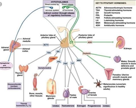 Image result for Endocrine System Flow Chart