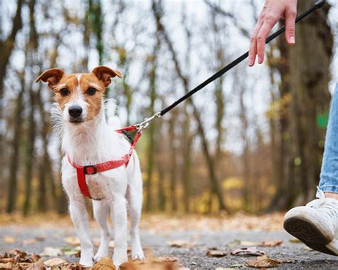 10 Incredible Dog Commands to Teach Your Furry Friend – PETOLY