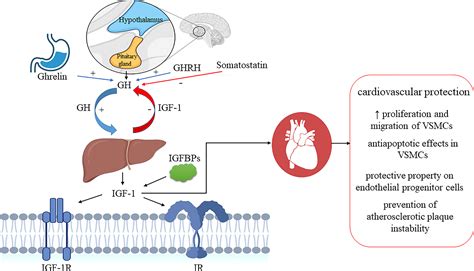 Frontiers | New insights on the cardiovascular effects of IGF-1