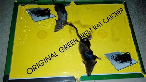 Image result for Rat-catcher Methods