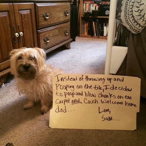 what to do when my dog is constipated