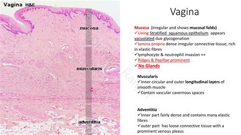 Histology of Cervix and vagina | PDF