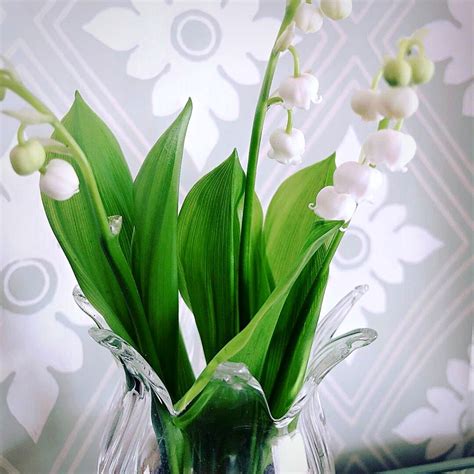 May Birth Flower: The Delicate and Fragrant Lily of the Valley ...