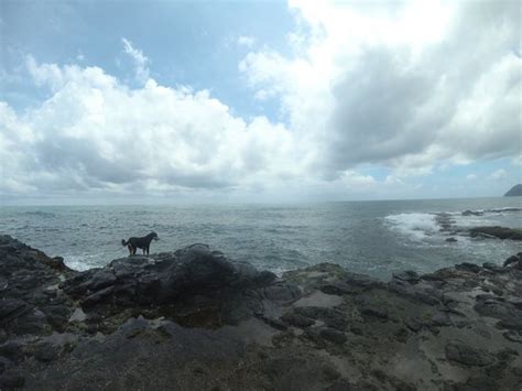 Monkey Fish (Veracruz) - 2022 What to Know Before You Go (with Photos ...