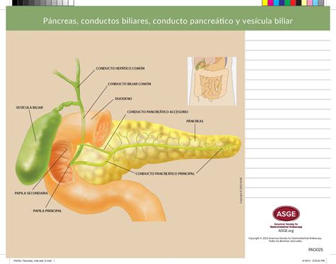 Anatomy Pad-Pancreas, Bile Ducts and Gallbladder (Spanish)