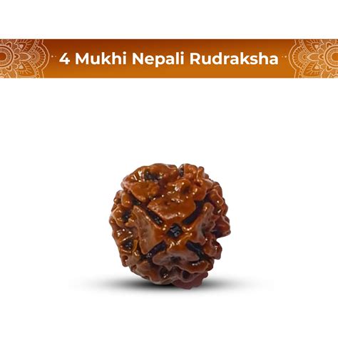4 Mukhi Rudraksha (Nepali) - Regular – Shiv Kripa Rudraksha