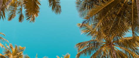 Download wallpaper 2560x1080 palm trees, bottom view, sky tropics ...
