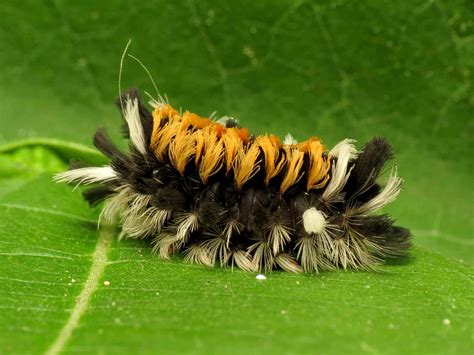 7 Insects Commonly Found on Milkweed