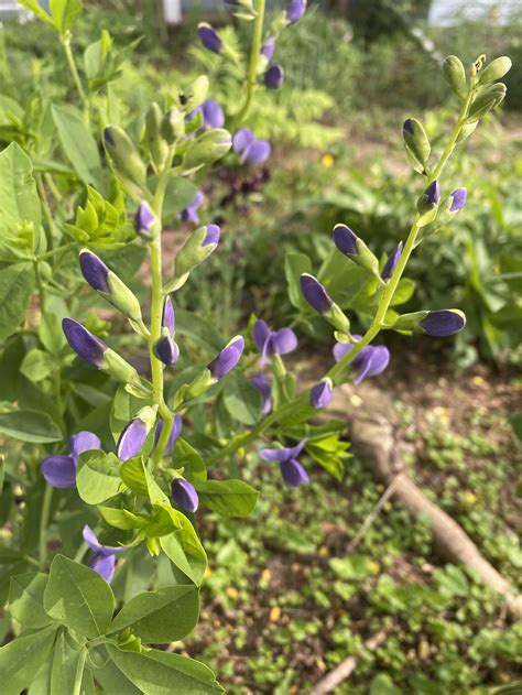 False Blue Indigo - Baptisia australis — Bendy Stem Farm